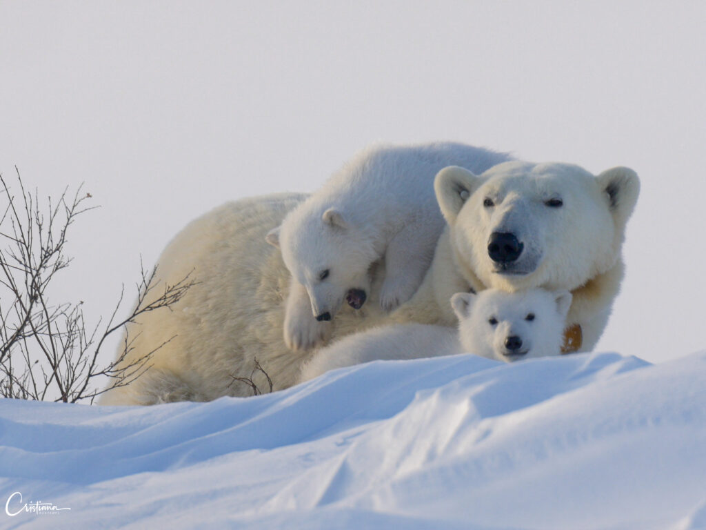 Ourse et Oursons Wapusk